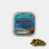 Atlantis Magic Truffles – 15 grams