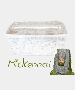 Psilocybe Cubensis McKennaii